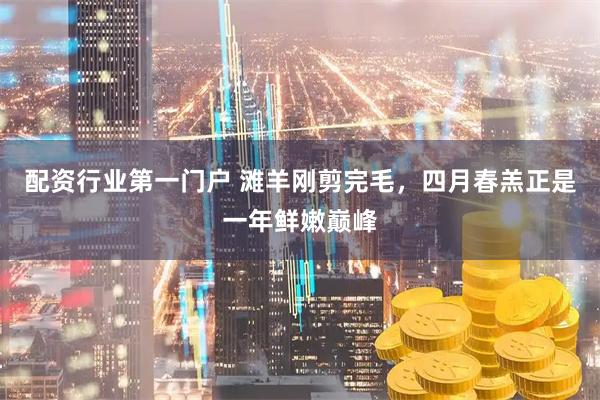 配资行业第一门户 滩羊刚剪完毛，四月春羔正是一年鲜嫩巅峰